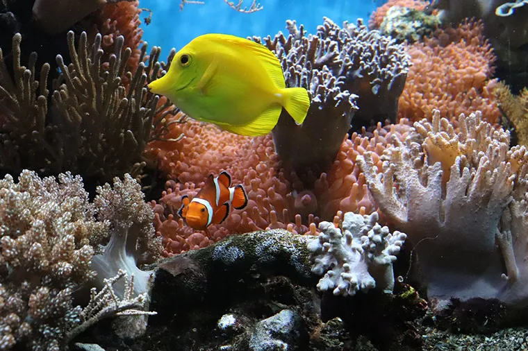 Diving to see coral is an interesting activity that you should try when coming to Cu Lao Cham