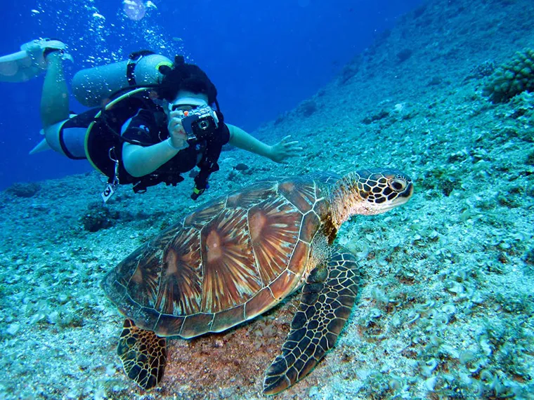 Explore the diverse marine animal ecosystem under the ocean