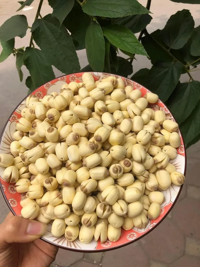 To enjoy quickly, visitors only need to boil lotus seeds for about 15 minutes