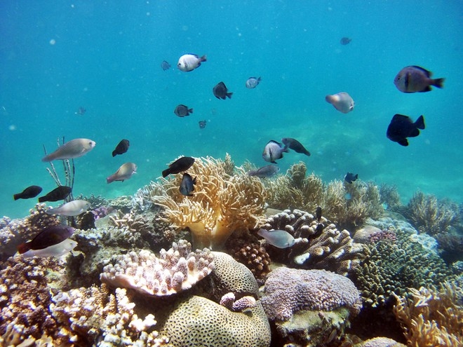 Day Tour | Nha Trang Underwater Walking Tour