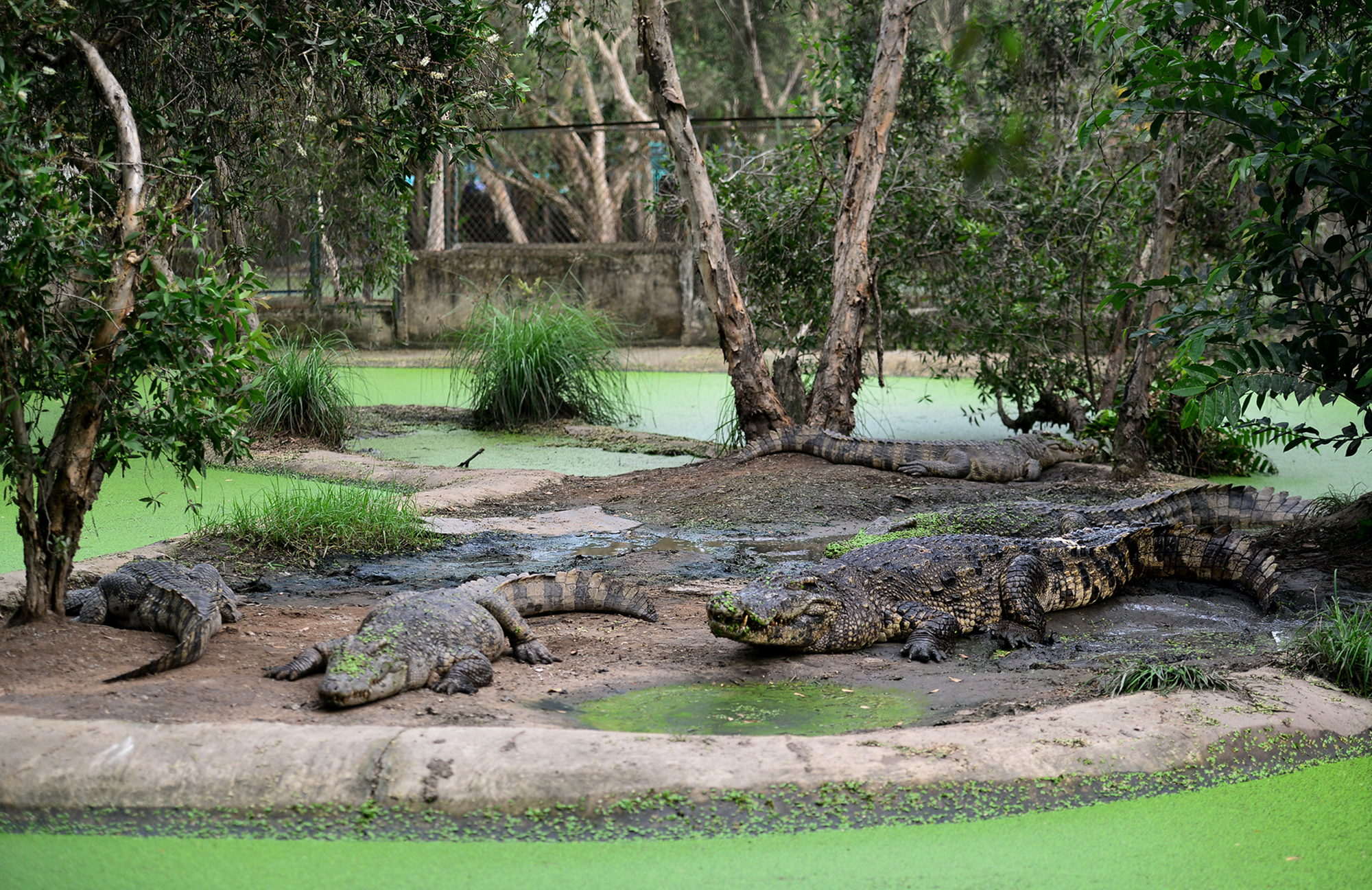 Tour trong ngày I Khám phá Đảo Khỉ I Cần Giờ I Thành phố Hồ Chí Minh