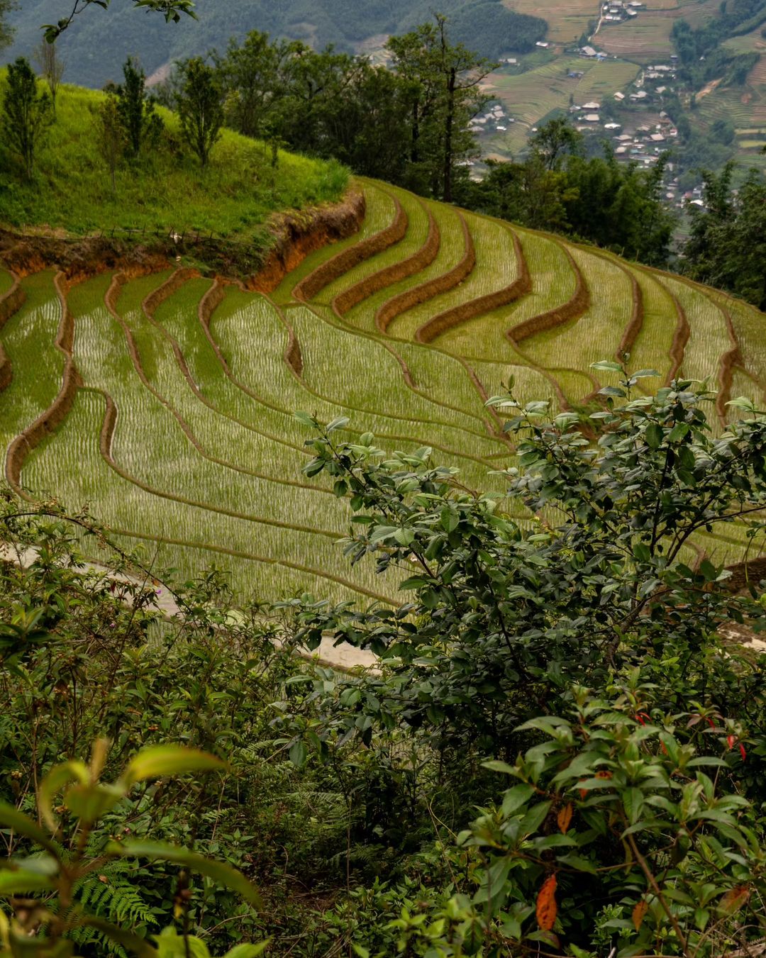 2D1N Tour | Discover Sapa - Bac Ha | Stay at 3* Hotel