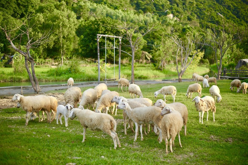 Day Tour | Explore Ancient Coral Reefs at Rai Cave | Visit Ninh Thuan Vineyard and Fairy Stream Sheep Field | Nha Trang | HOT