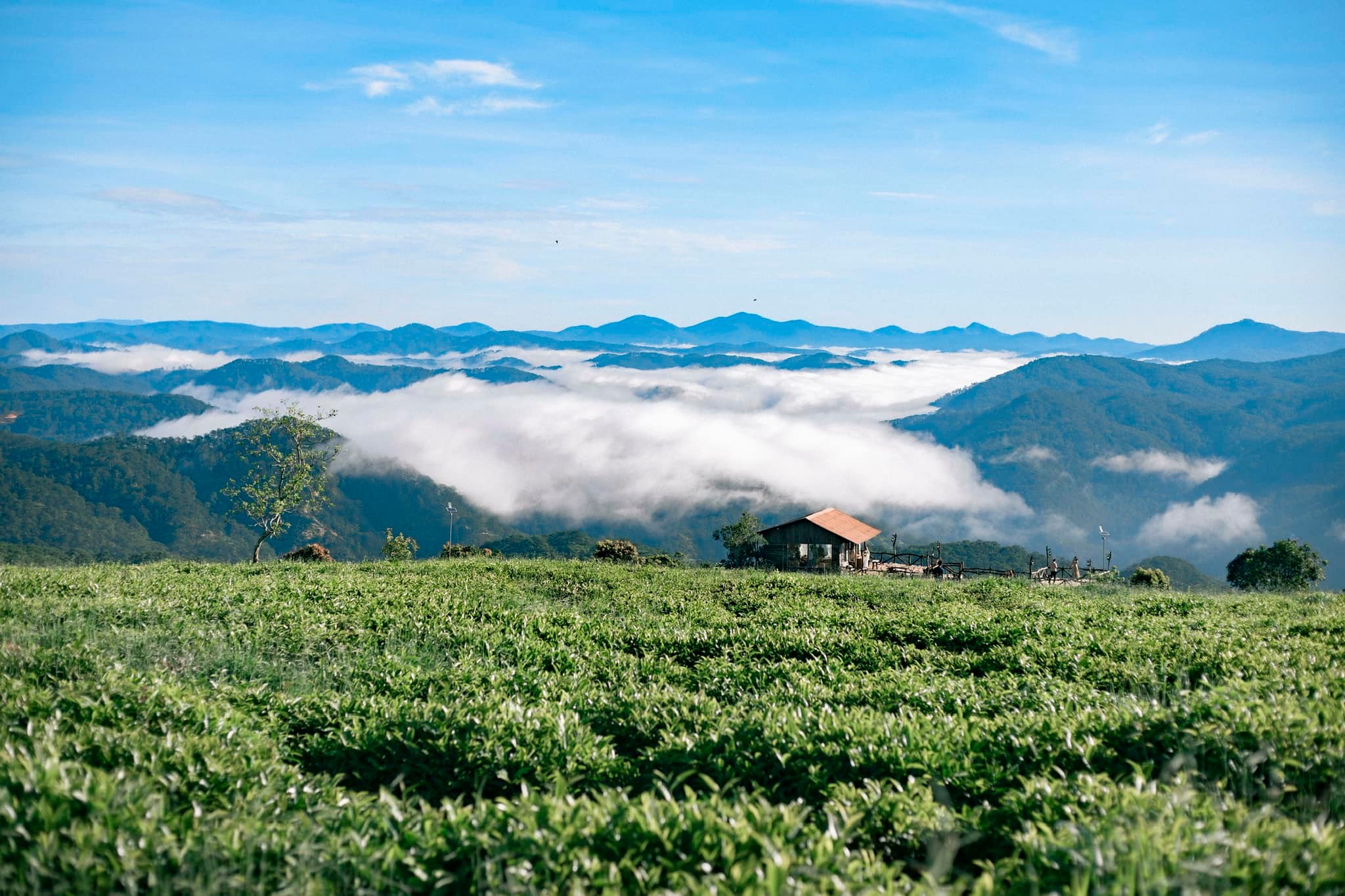 Tour trong ngày I Trải nghiệm Săn mây và Đón bình minh tại Đà Lạt I Khởi hành từ Thành phố Đà Lạt