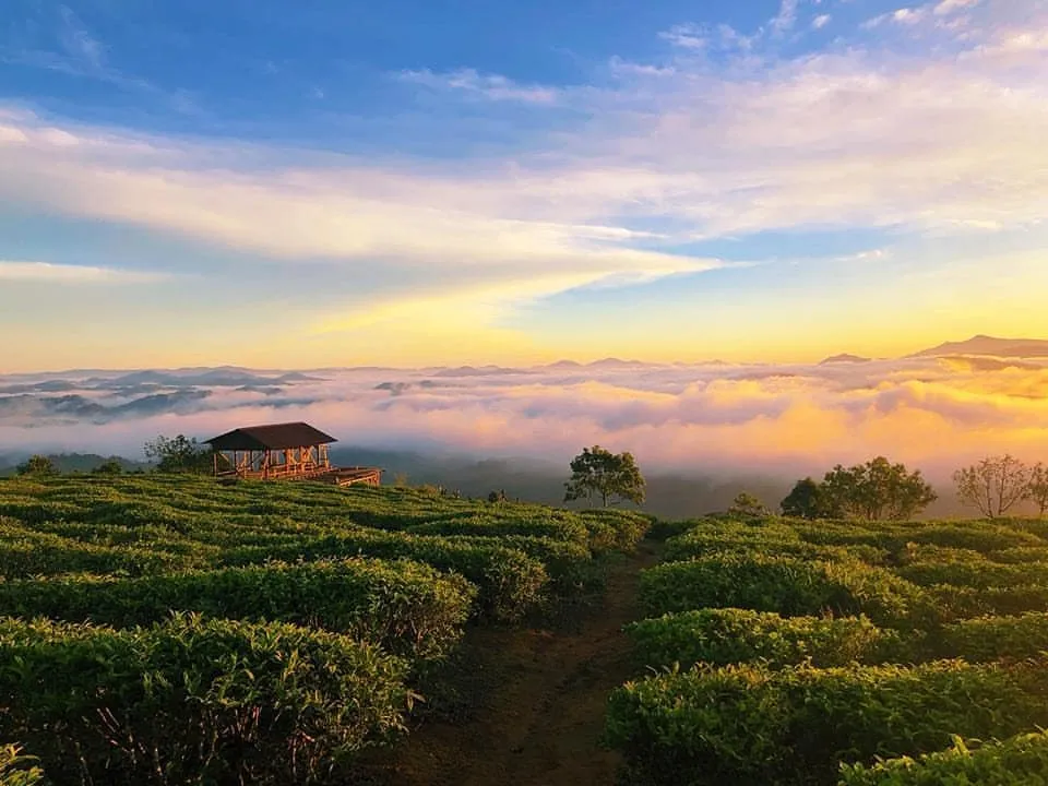 Day Tour | Cloud Hunting and Sunrise Experience in Da Lat | Departing from Da Lat City