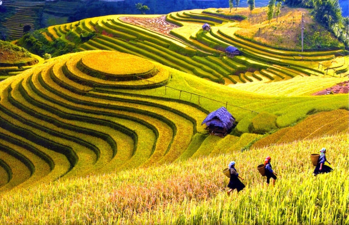 3N2D Tour | Experience SAPA - Conquer FANSIPAN Peak - Explore Cat Cat Village - Check in at Moana I Departing from Ha Noi