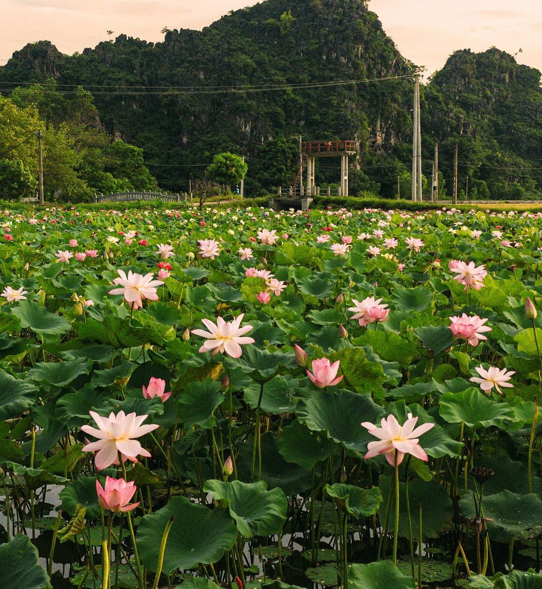 Tour 2N1D I Nghỉ dưỡng tại Ninh Bình - Tham quan Hoa Lư/Bái Đính - Tràng An - Hang Múa - Tam Cốc I Ninh Bình