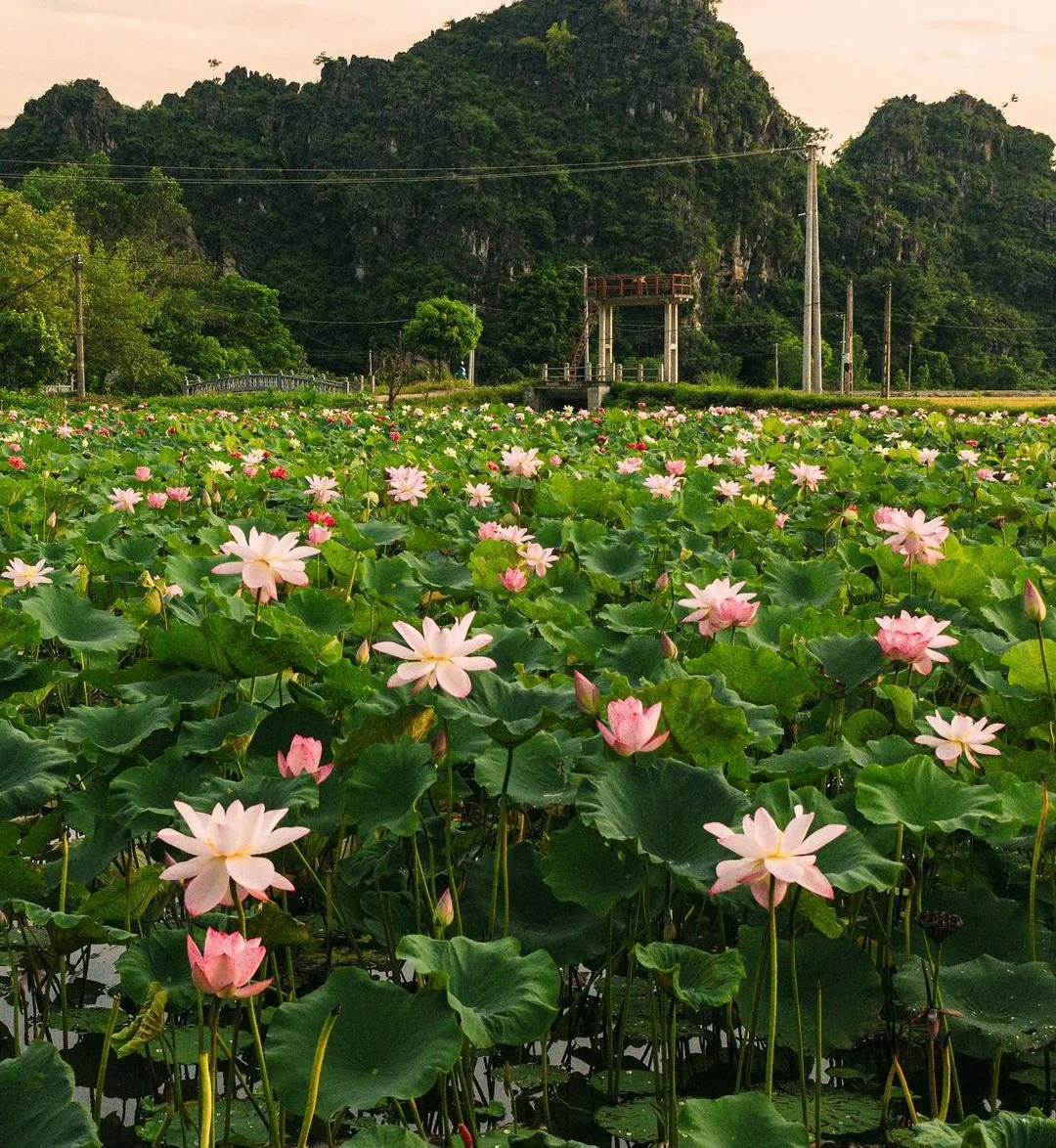 2D1N | Relaxation in Ninh Binh - Visit Hoa Lu/Bai Dinh - Trang An - Mua Cave - Tam Coc | Ninh Binh