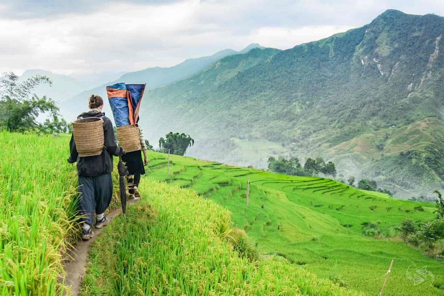 3D2N Tour | Explore the "Misty Land" of Sapa and Experience an Overnight Stay in Ta Van Village | Sapa