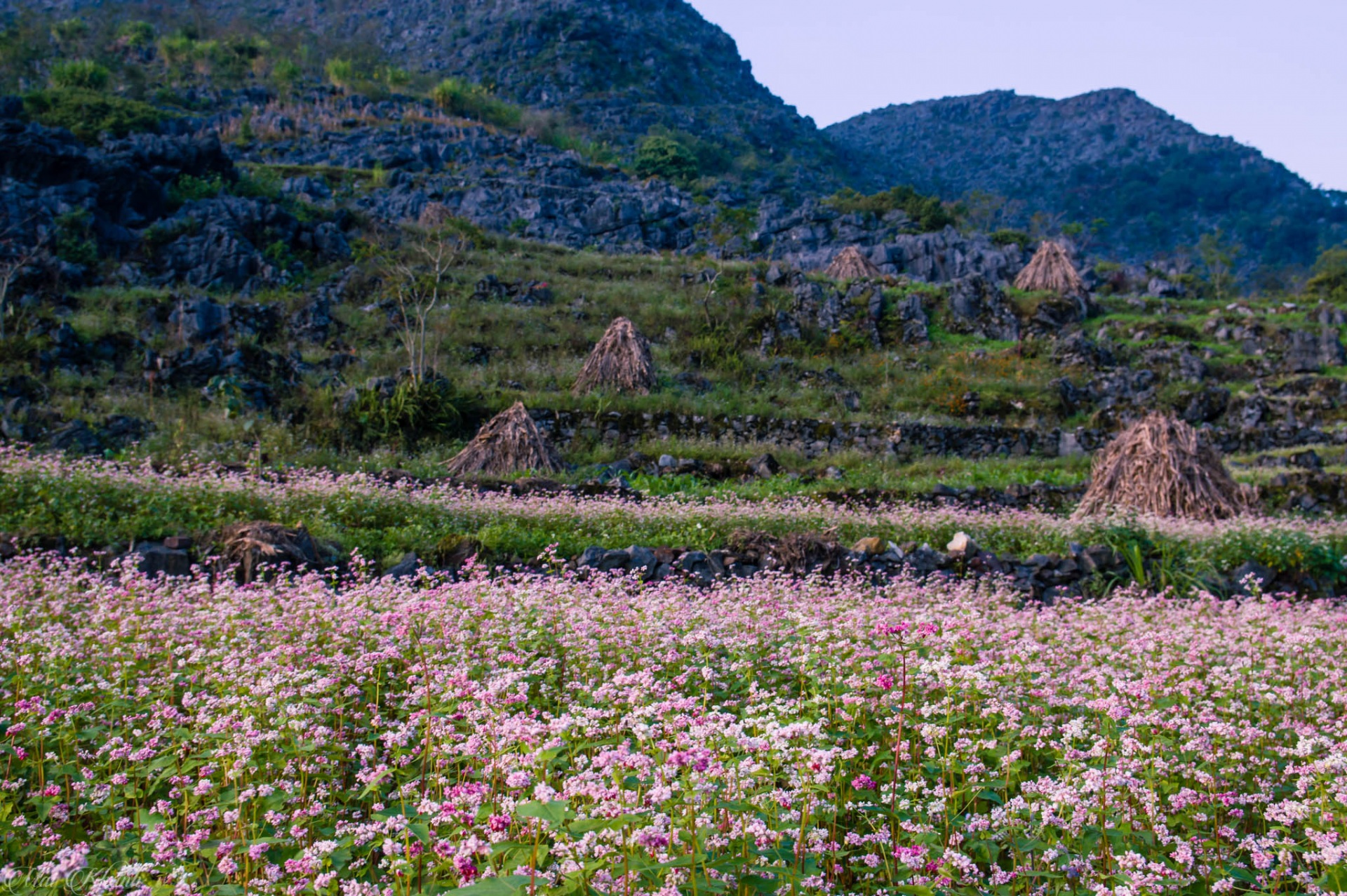 3D2N Tour | Explore Ha Giang by Luxury Limousine Departing from Hanoi | Ha Giang