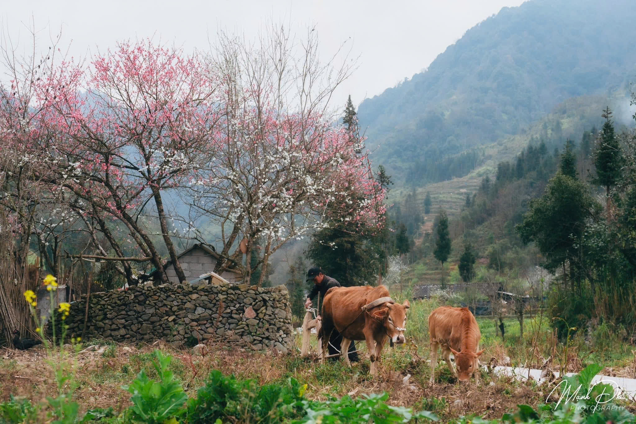 3D2N Tour | Explore Ha Giang by Luxury Limousine Departing from Hanoi | Ha Giang