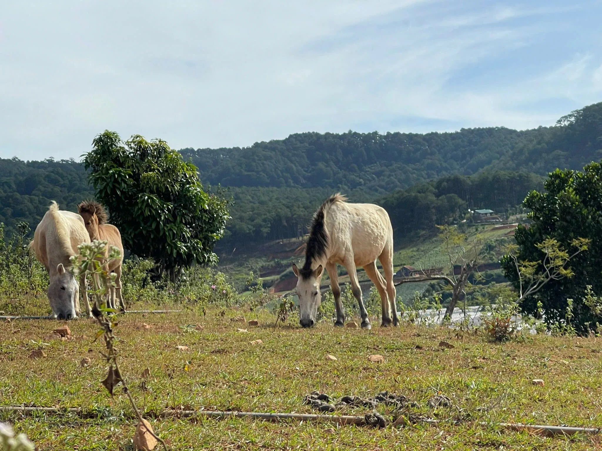 Day Tour | Sam Son Trekking Tour and BBQ Lunch by Tuyen Lam Lake | Da Lat