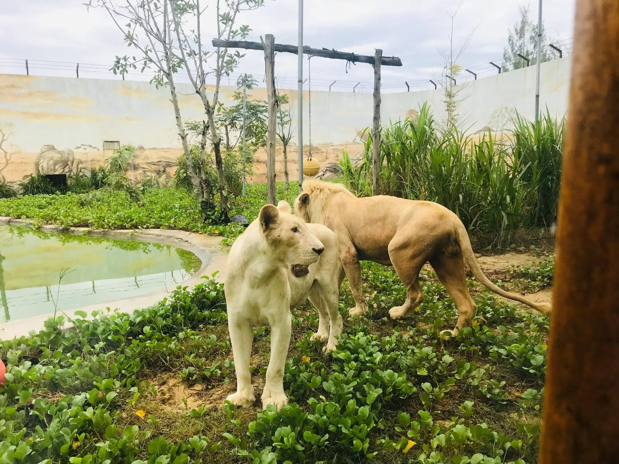 FLC Zoo Safari Park 관람 티켓 | 꾸이년