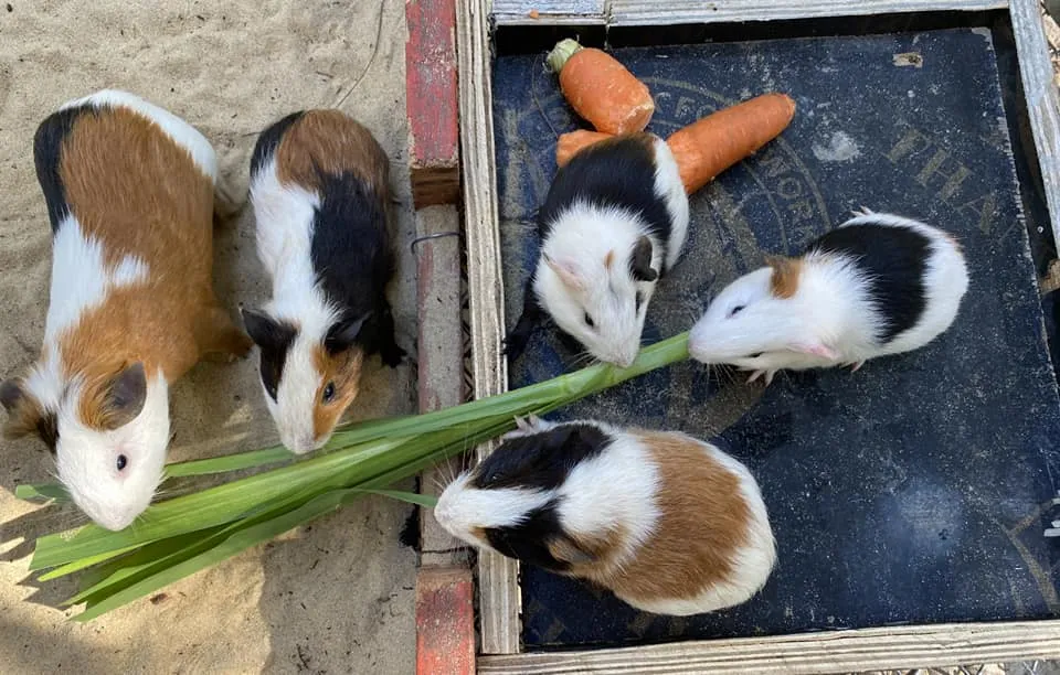 FLC Zoo Safari Park 관람 티켓 | 꾸이년