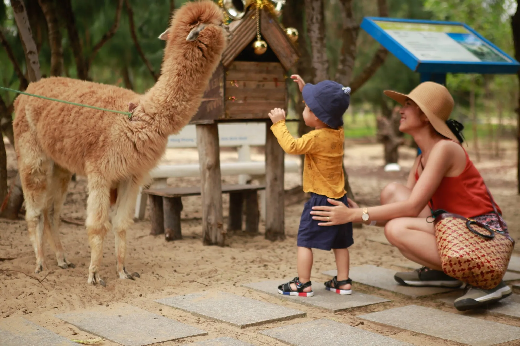 FLC Zoo Safari Park 관람 티켓 | 꾸이년