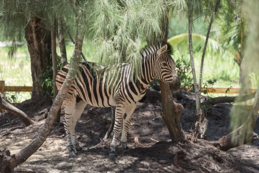 FLC Zoo Safari Park 관람 티켓 | 꾸이년