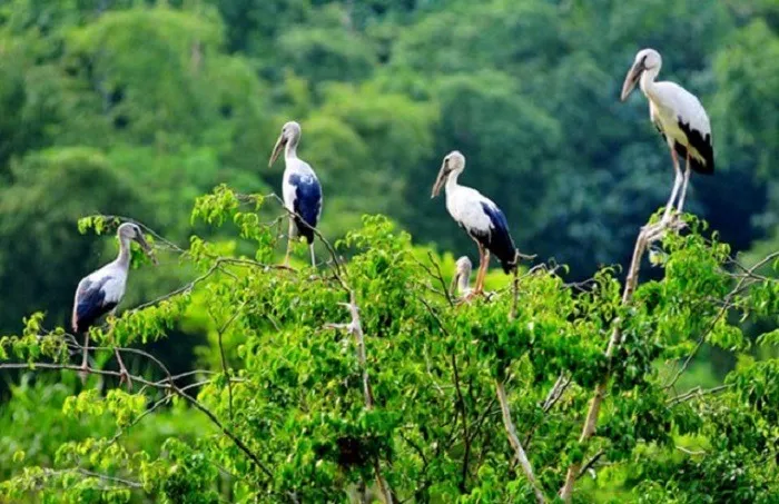 Day Tour | Discover Con Chim Islet Tuy Phuoc | Quy Nhon